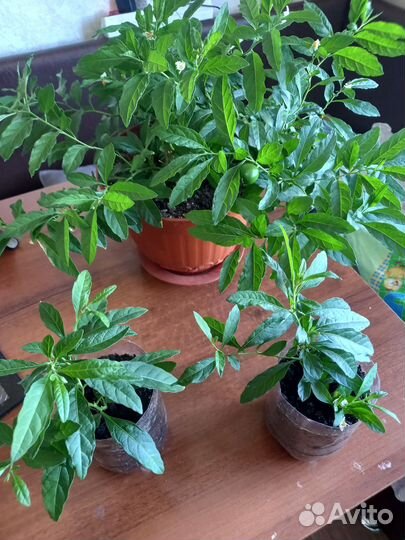 Продаю, цветочки