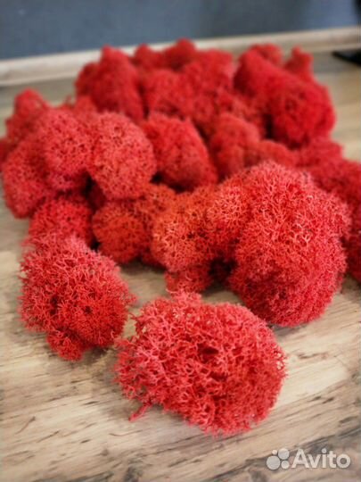 Стабилизированный мох в пакетах по 100г