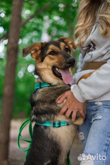 Собака Флора в приюте