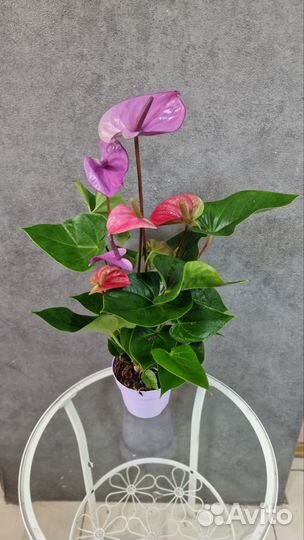 Антуриумы и спатифиллумы