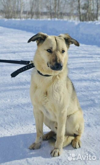 Флюша ищет дом