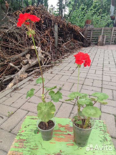 Цветы пеларгония герань