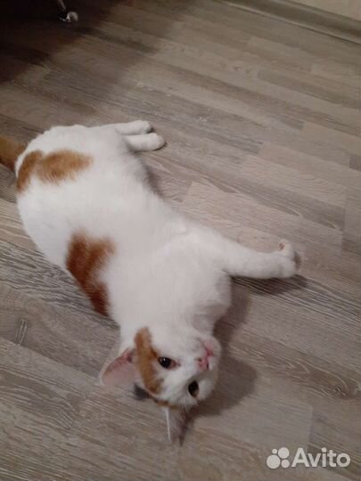 Кошка в дар бесплатно