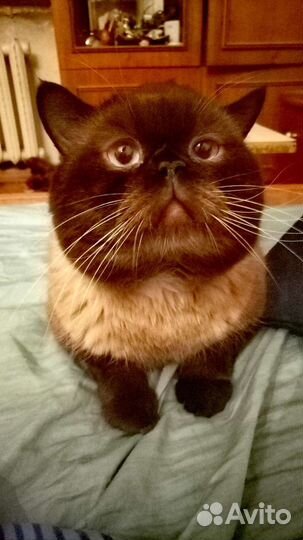 Британский кот вязка