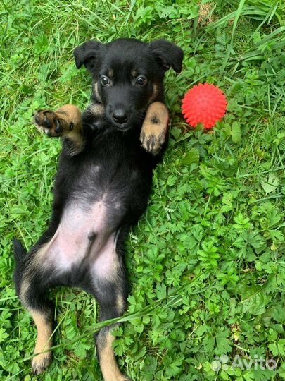 Малыш Чарли