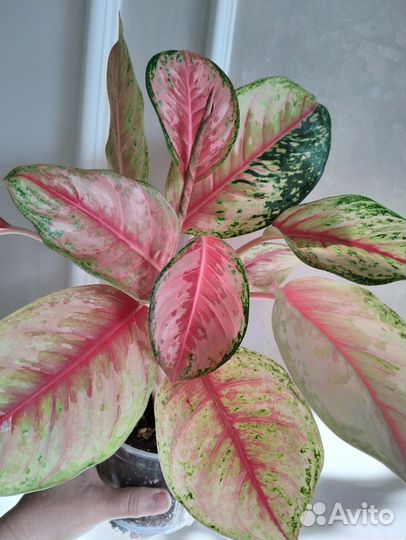 Аглаонема 10 Karat