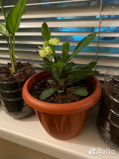 Жёлтый молочай