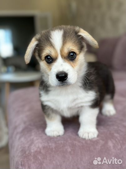 Щенки корги