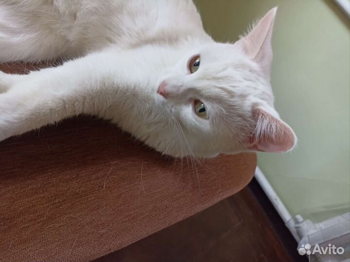 Белая кошка