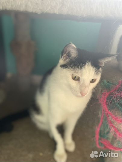Котик подросток кастрированный