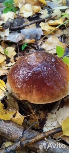 Грибы белые+ красноголовики 10л ведро