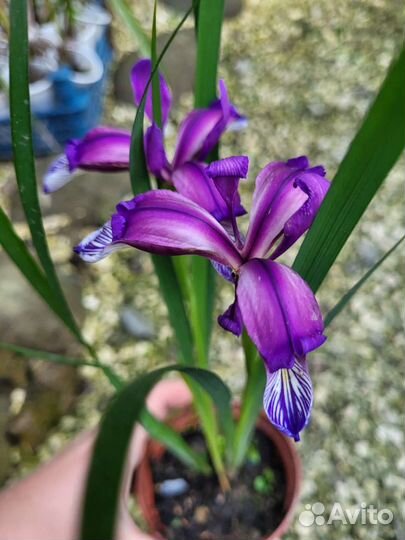 Ирис касатик карлик