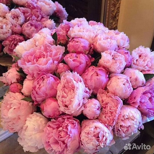 Пионы Букет