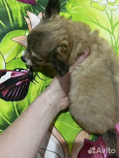 Чихуахуа мелкий стандарт