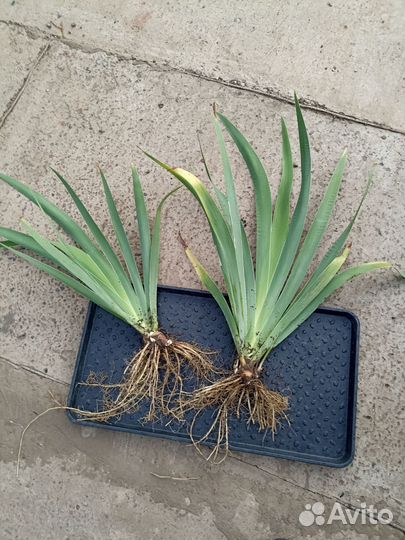 Клубни ириса