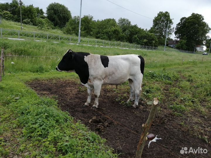 Быки на мясо