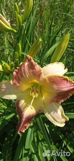 Лилейники сортовые