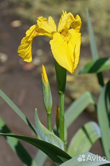 Ирис желтый