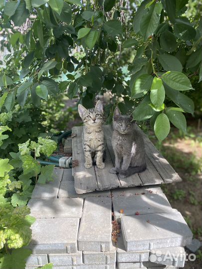 Отдам котят в добрые руки