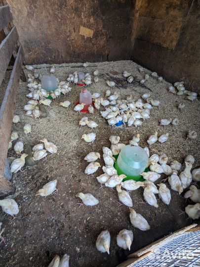 Индюшата Hybrid Converter недельные/двухнедельные