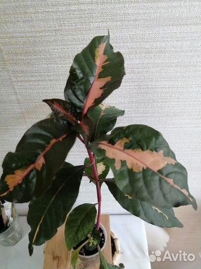 Домашние цветы