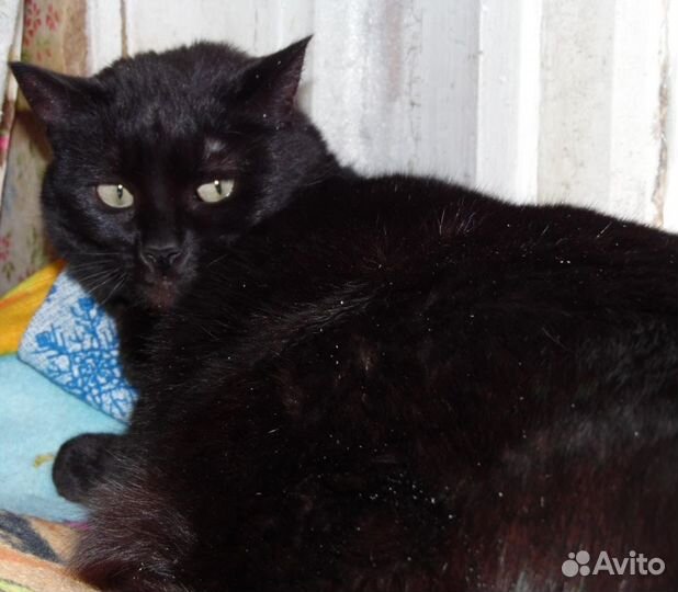 Кошечка Крис