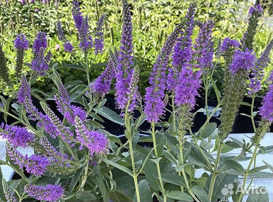 Многолетние растения