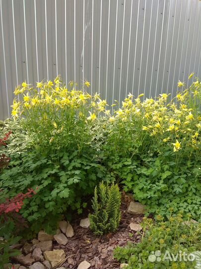 Садовые цветы и растения