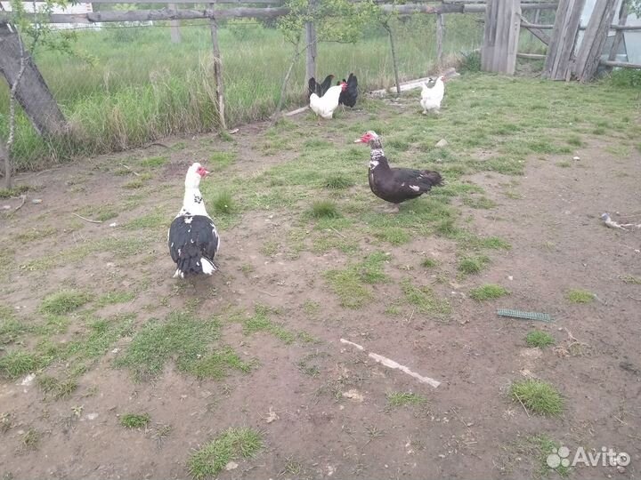 Продам индоуток