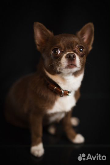 Вязка кобель чихуахуа