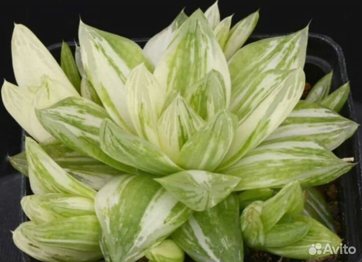 Комнатные растения цветы