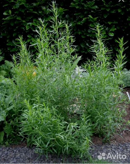 Эстрагон (тархун)