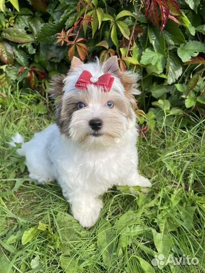 Бивер йорк с голубыми глазами