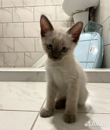 Сиамские котята