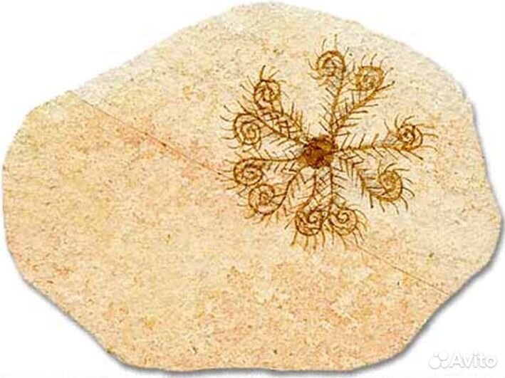 Криноидеи (пелагические, плавающие) и Бластоидеи