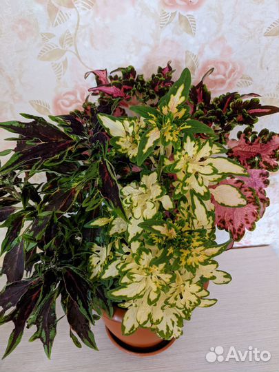 Колеусы вегетативные