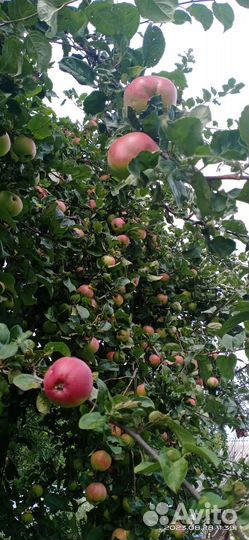 Яблоки и чернослив домашние 50р за 1кг