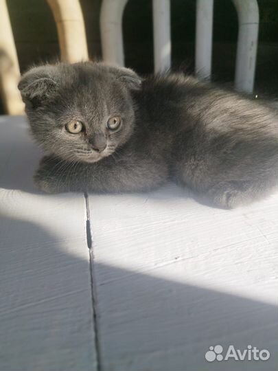 Шотландская кошка