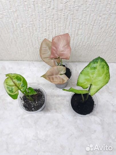 Сингониумы (Пинк Неон, Баттерфляй, Тиффани)