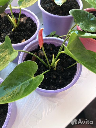 Антуриум розовый