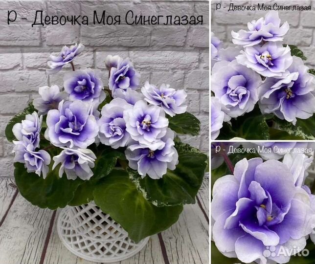 Сортовые фиалки. Детки листья