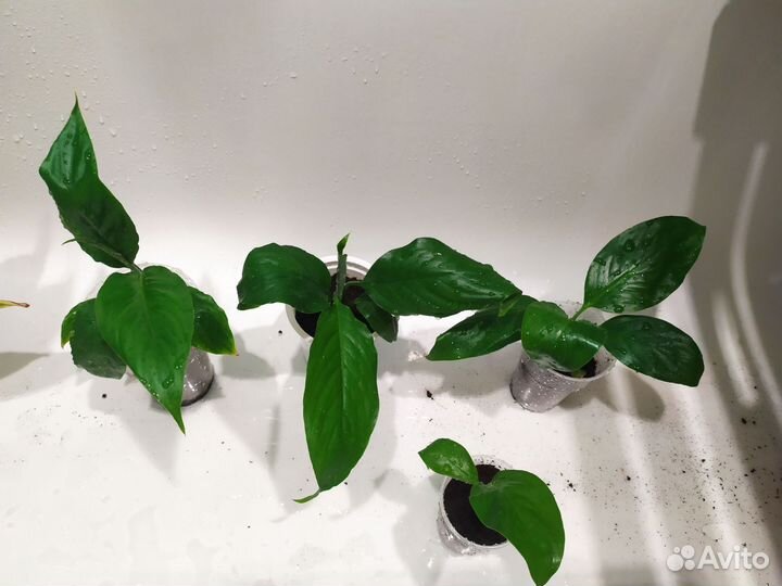 Спатифиллум 