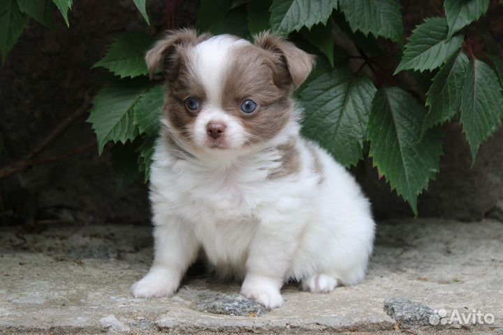 Мальчишки чихуахуа лилового окраса г.ш. и д.ш