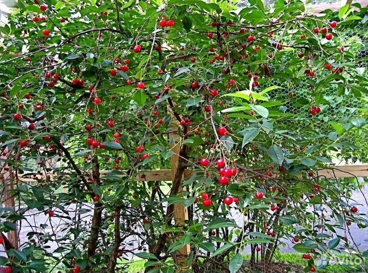 Вишня оптом