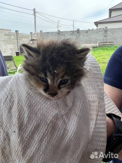 Котята в добрые руки