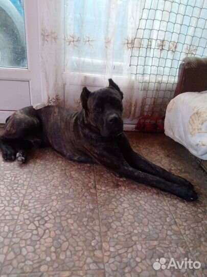 Кобель вязка кане Корсо