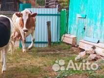 Продается дойная корова