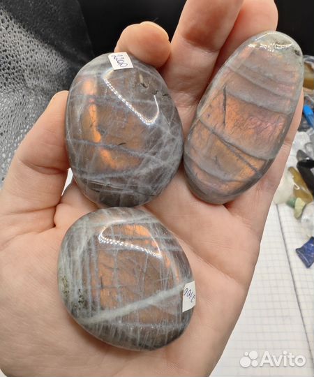 Яркий лабрадор