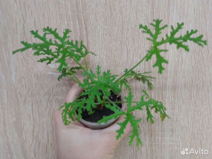 Мирт цветущий и другие ароматные растения