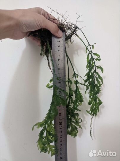 Растения, герметик, фильтр, корм